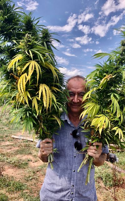 Producteur et cueilleur de CBD bio avec deux branches de chanvre.