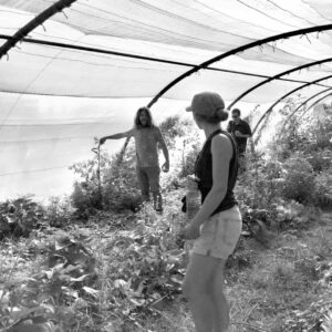 Producteur et agriculteur de CBD bio dans une serre.