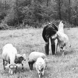 Producteur de CBD bio qui est avec ses moutons.