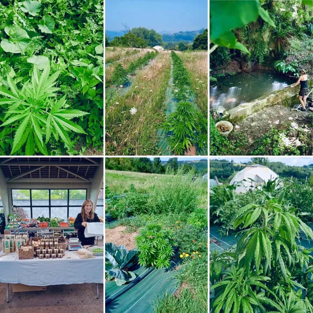 Producteur de CBD bio et de ses cultures de chanvre.