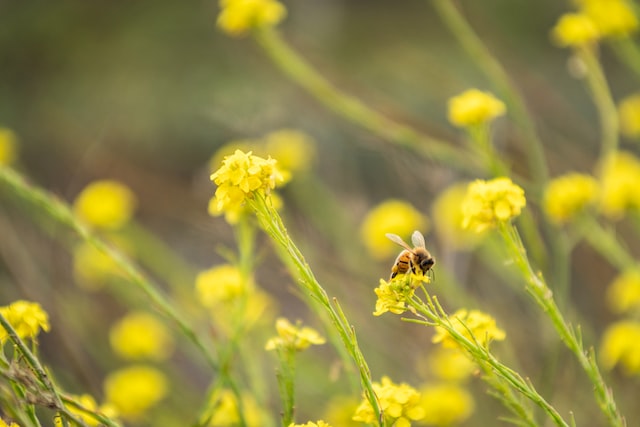 Abeille sur une fleur à la Ferme de la Pomponnette