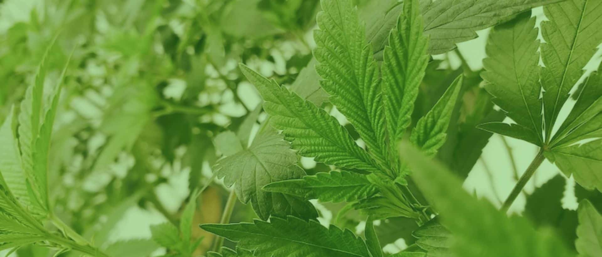 Culture de produits CBD bio en France.