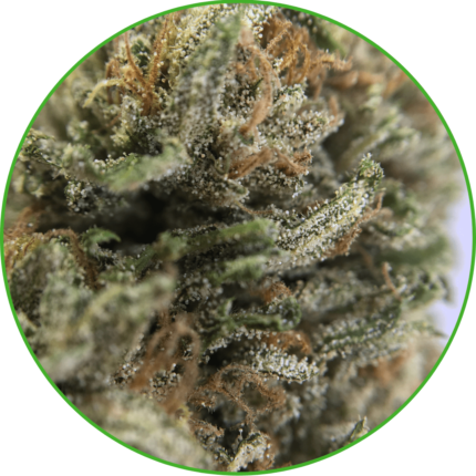 Variété de CBD CBG France