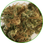 CBD Amnésia France