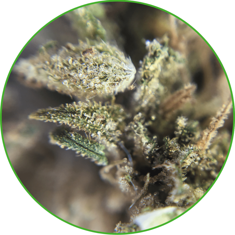 Fleur de CBD pâte à cookie