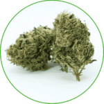 Fleur de CBD amnésia