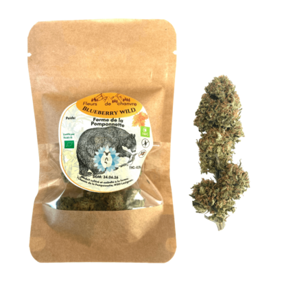 Variété CBD blueberry