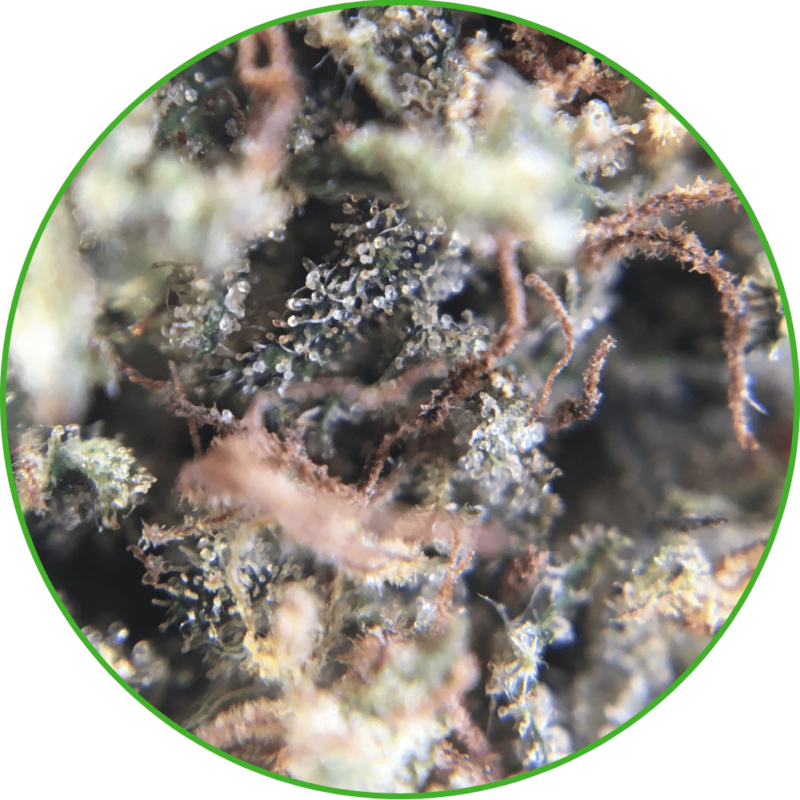 CBD blueberry France