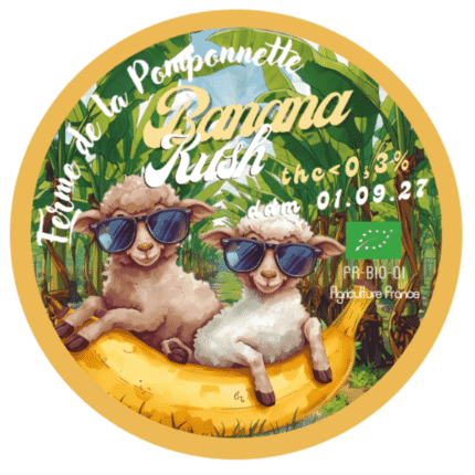 CBD Banana Kush - Variété premium