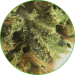 CBD Diesel France