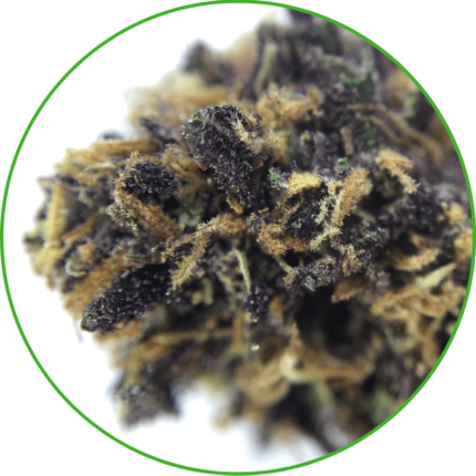 CBD variété purple