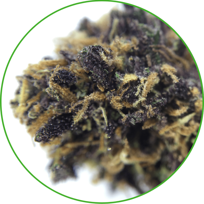 CBD variété purple