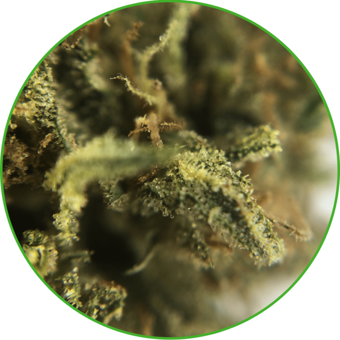 CBD Diesel français