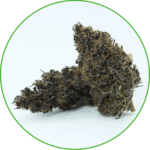 Fleur de CBD Purple Haze France