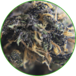 Purple Cocktail - Fleur de chanvre bio – Image 3