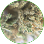 CBD White Widow